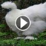 بالفيديو والصور: الدجاج الاندونيسي الاسود.. الأغلى في العالم
