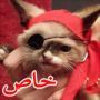 القط الاعور وكنيته القرصان أصبح أشهر من نار على علم.. 