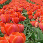 اقوال وطرائف الصورة الثالثة