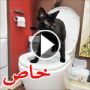 صور وفيديو: القط سالم يستعمل المرحاض مثل البشر 
