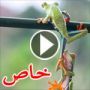 صور مذهلة لضفدع احمر العينين يمد ساقه لزميله ليساعده على التسلق