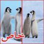 صور رائعة لبطريق صغير يعلم صديقه المولود حديثا كيف يمشي