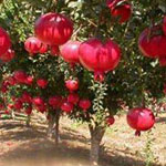 اقوال وطرائف الصورة الثالثة