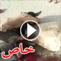 فيديو لعراقي يبكي بحرارة لوفاة حماره في حادث تفجير في بغداد