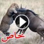 صور وفيديو جاموسة تنقذ صغيرها من براثن النمور  