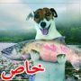  صور كلبين موهوبين يقومان بصيد الأسماك 