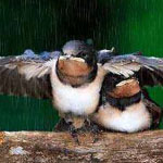 اقوال وطرائف الصورة الثالثة