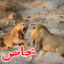صور مذهلة: اناث الاسود ينقذن الذكر في معركة ضارية مع اسد آخر