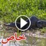 صور وفيديو لاول تمساح احدب يتم اكتشافه في العالم