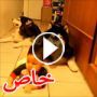 فيديو مضحك لطفل يتعلم الحبو بمساعدة كلبين كبيرين