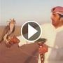 شاهدوا.. كيف ارعب الصقر المتحفز حامله