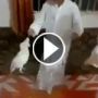 ببغاء بيضاء خليجية تغني العب العب ترقص وتتمايل 