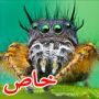 صور فريدة من نوعها لاغرب وأقبح الحشرات في العالم 