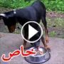  فيديو طريف: دجاجة وقحة  تسرق طعام كلب ضخم عيني عينك