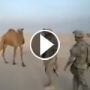 بالفيديو.. جمل كويتي هائج يطارد حنودا اميركيين 