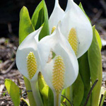 اقوال وطرائف الصورة الثالثة