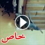 صور وفيديو قط مذهل يقفز عاليا في الهواء بارتفاع 2 متر!