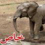 صور: مفاجأة غير سارة لفيل اراد ان يشرب فعضّه تمساح