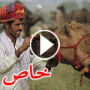 صور وفيديو اكبر معرض للابل في العالم: سوق الجمال في بوشكار الهند