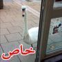بجعة جائعه تتجول في متجر وتختار رقائق البطاطس (شيبس) وشوكولاطة