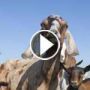 الماعز بدل آلات جز العشب بلا ضجيج ولا استهلاك للطاقة!