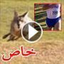 صور وفيديو: صدمة طلاب ثانويين فوجئوا بذئب يركض معهم في السباق