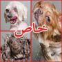 صور مضحكة: ناس تركض للقمة العيش وناس مشغولة بتدليل كلابها!