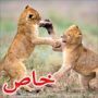 رقصة الاسود الرائعة: لبؤتين تعلمان شبلين الرقص الثنائي !