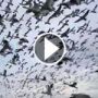 تسونامي يتفجر بالبجع