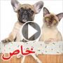 فيديو مضحك: ما هو سر خوف الكلاب من القطط لدرجة الرعب؟