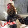صور غريبة جدا: هل جعد هذا الديك شعره في صالون للشعر؟