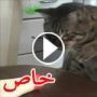 بالصور والفيديو: لماذا يكره بعض الناس المايونيز؟