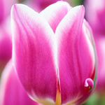 اقوال وطرائف رقم 1