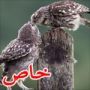 هل هذه صور قبلة حميمة بين بومتين عاشقتين؟
