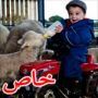 صور آرثر ابن السنتين مع الحمل الذي ساعده عل المشي رغم اعاقته