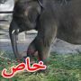 صور تغني عن ألف كلمة: أسوأ واقسى حديقة حيوانات في العالم
