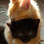 اقوال وطرائف رقم 1