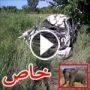 فيديو: فيل غاضب يقلب سياارة براكبيها راسا على عقب