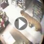  بالفيديو.. نمر يدخل حانوت سوبر ماركت ويثير الرعب بين المتسوقين