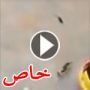 فيديو قط يهرب خوفا من فار في مشهد كوميدي يشبه (توم وجيري) 