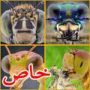 صور: هل هذه حشرات ام مخلوقات جاءت من الفضاء؟