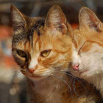 اقوال وطرائف الصورة الثالثة