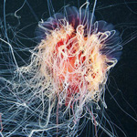 اقوال وطرائف الصورة الثالثة