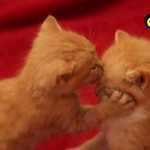 اقوال وطرائف رقم 1