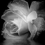 اقوال وطرائف صورة 2