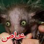 صور ابشع مخلوقات في العالم: الخنزير الاصلع، الجرذ العاري، وضفدع تيتيكاكا 