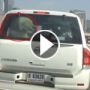 بالفيديو.. أسد داخل سيارة في دبي يحصد نصف مليون مشاهدة!
