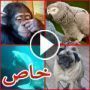 صور وفيديو 10 حيوانات غريبة تستطيع الكلام مثل البشر