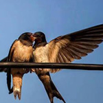 اقوال وطرائف رقم 1