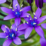 اقوال وطرائف الصورة الثالثة